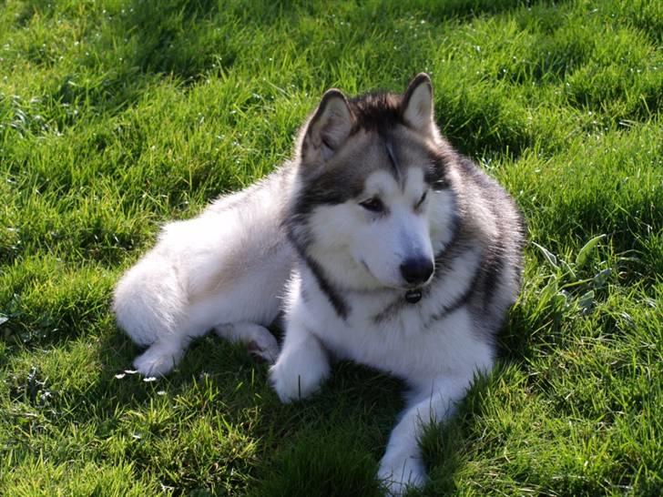 Tur med chunta og naboens datter - Chunta ligger ude i haven og nyder det dejlige vejr billede 1