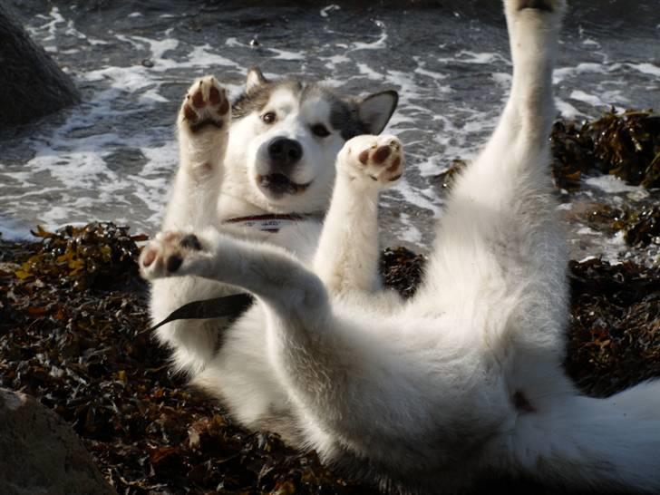 Tur med chunta og naboens datter - Dette er desværre lidt sløret. Chunta rullede sig i noget tang og det så ret sjovt ud billede 2