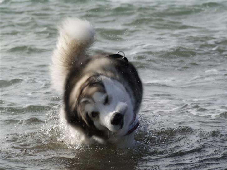 Tur med chunta og naboens datter - Sløret men sjovt billede 9