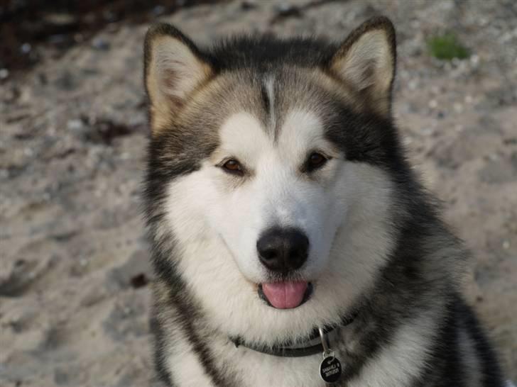 Tur med chunta og naboens datter - Tror dette er det bedste billede af chunta der er taget billede 15