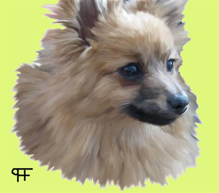 Tegninger af andres hunde - Pomeranian Oscar. billede 232