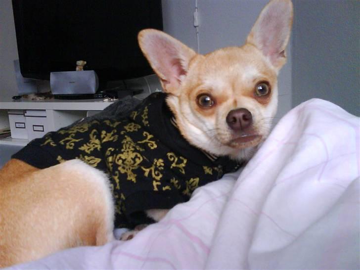 Bailey som hyggehund <3 billede 1