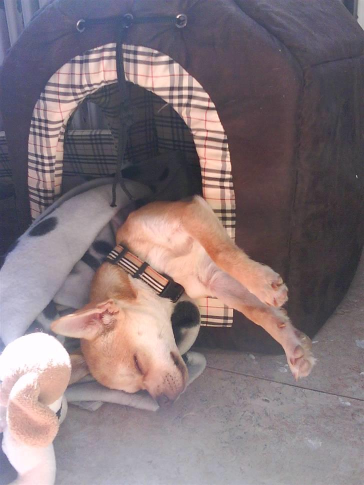 Bailey som hyggehund <3 billede 4