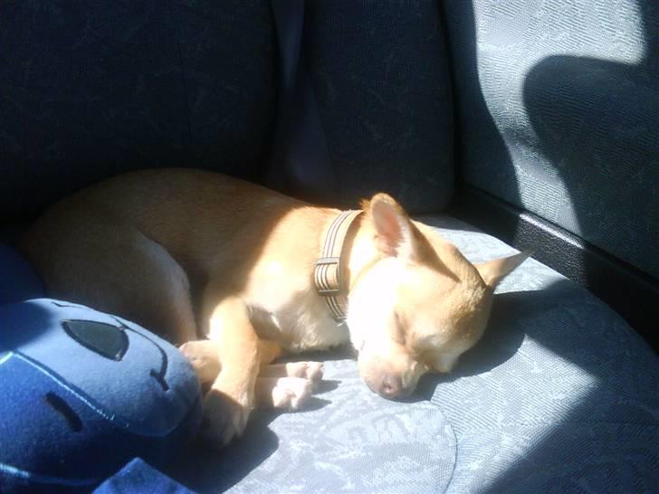 Bailey som hyggehund <3 billede 5