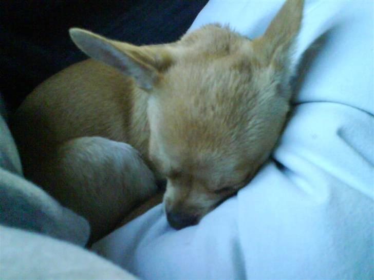 Bailey som hyggehund <3 billede 6