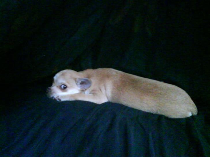 Bailey som hyggehund <3 billede 7