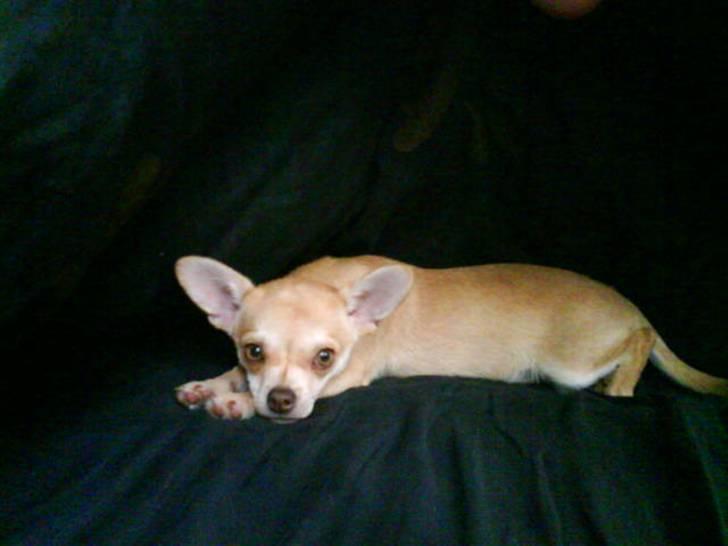 Bailey som hyggehund <3 billede 8