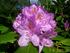 Rhododendron