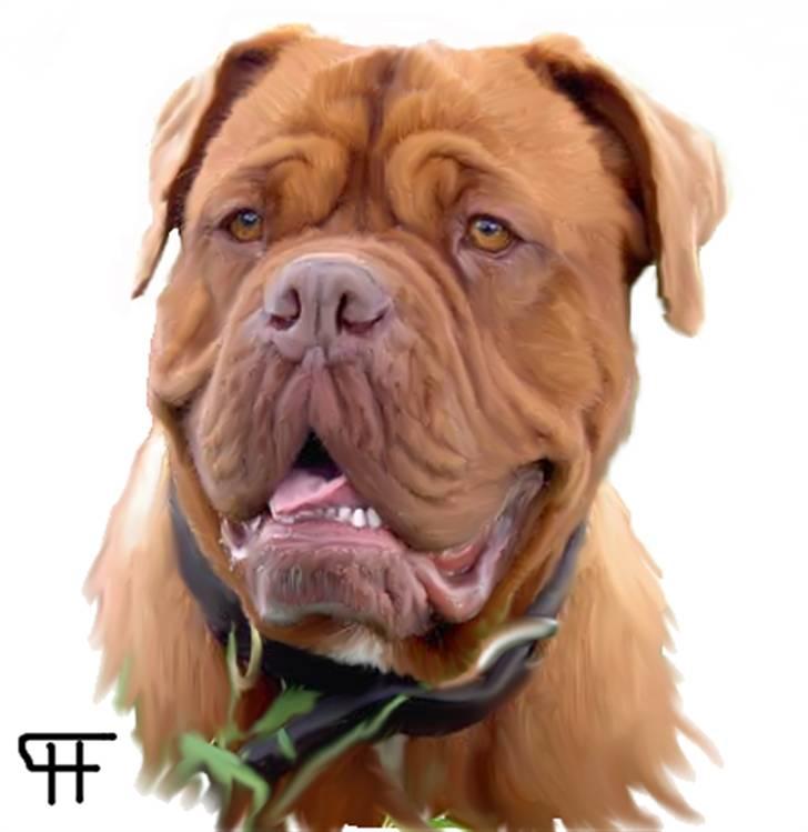 Tegninger af andres hunde - Dogue de bordeaux kaila billede 233