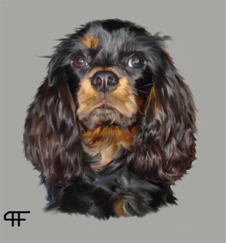 Tegninger af andres hunde - Cavalier king charles spaniel Fifi´s Eko. billede 234