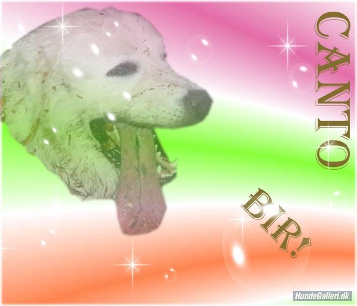 Diverse tegninger og collager... - Dette fine billede er lavet af Søde Mie i anledningen af at Canto blev BIR i Växjö sidste weekend.
Tusind tak! billede 2