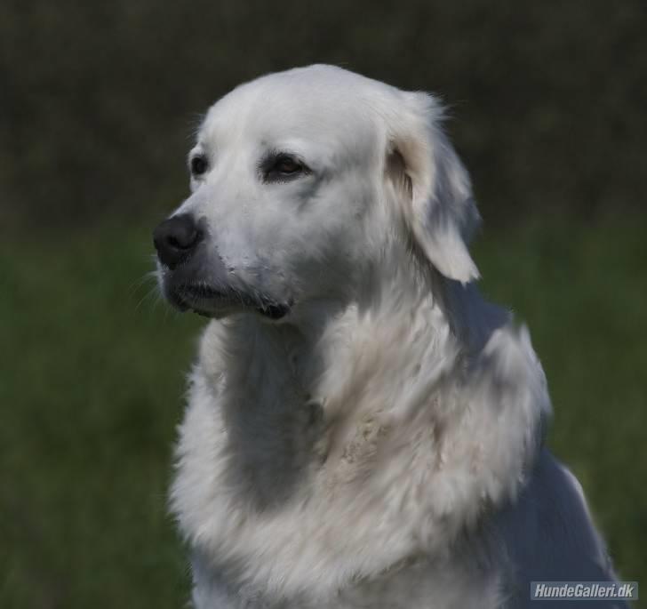 Diverse tegninger og collager... - Min smukke Athene lavet af Kirsten ("¤~team gravhund og Petit basset griffon~¤'' H) Tusind tak!
 billede 1