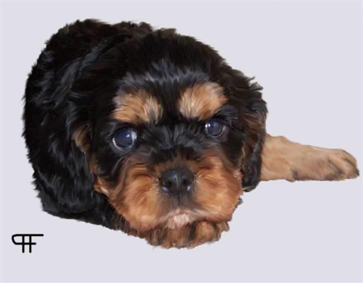 Tegninger af andres hunde - Cavalier king charles spaniel Denise billede 236