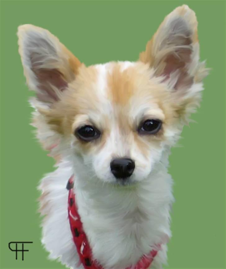 Tegninger af andres hunde - Chihuahua Nala. billede 237