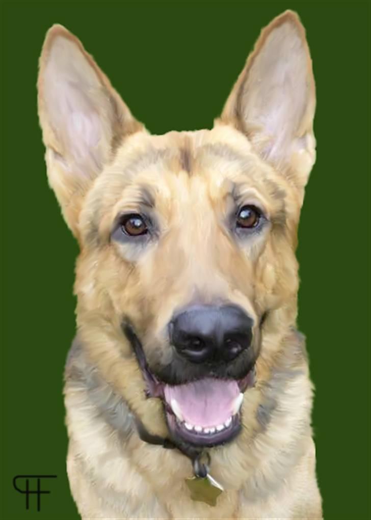 Tegninger af andres hunde - Schæferhund Bondo. billede 238