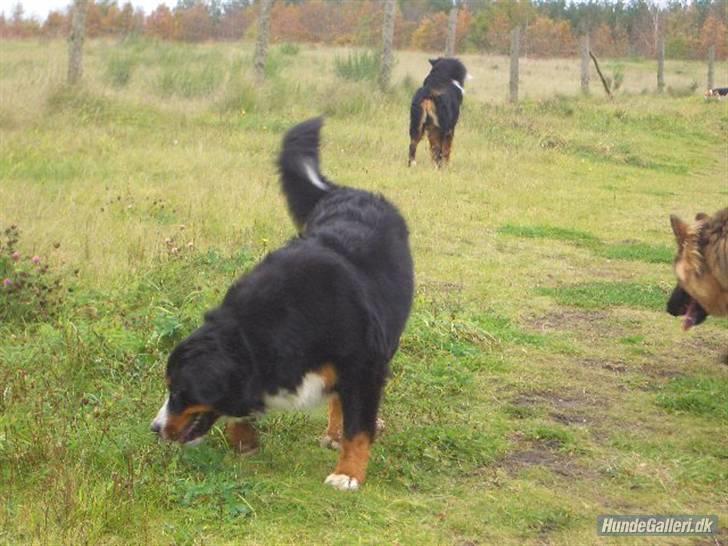 HYGGELIG BERNER-TRÆF-DAG I HAUNSTRUP HUNDESKOV billede 10