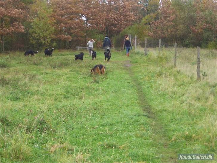 HYGGELIG BERNER-TRÆF-DAG I HAUNSTRUP HUNDESKOV billede 12