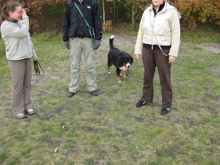 HYGGELIG BERNER-TRÆF-DAG I HAUNSTRUP HUNDESKOV billede 27
