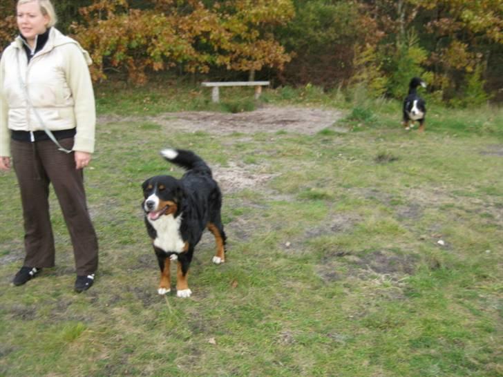 HYGGELIG BERNER-TRÆF-DAG I HAUNSTRUP HUNDESKOV billede 28
