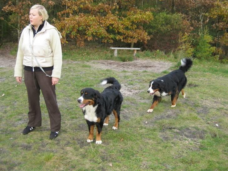 HYGGELIG BERNER-TRÆF-DAG I HAUNSTRUP HUNDESKOV billede 29