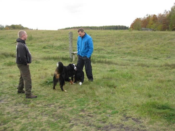 HYGGELIG BERNER-TRÆF-DAG I HAUNSTRUP HUNDESKOV billede 30