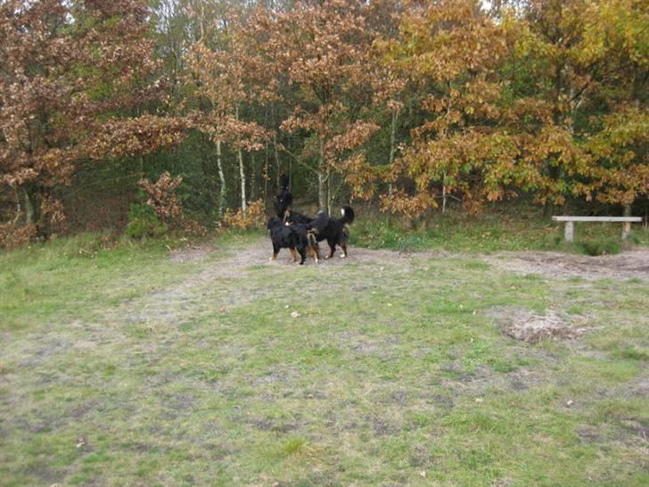 HYGGELIG BERNER-TRÆF-DAG I HAUNSTRUP HUNDESKOV billede 32