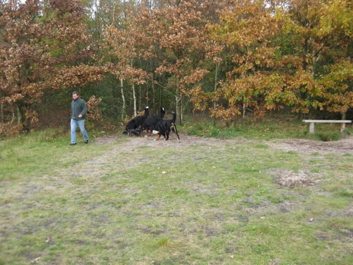 HYGGELIG BERNER-TRÆF-DAG I HAUNSTRUP HUNDESKOV billede 35
