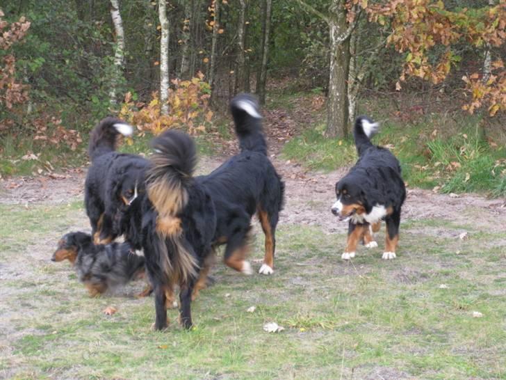 HYGGELIG BERNER-TRÆF-DAG I HAUNSTRUP HUNDESKOV billede 36