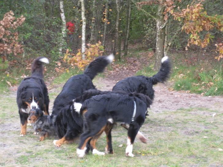 HYGGELIG BERNER-TRÆF-DAG I HAUNSTRUP HUNDESKOV billede 37