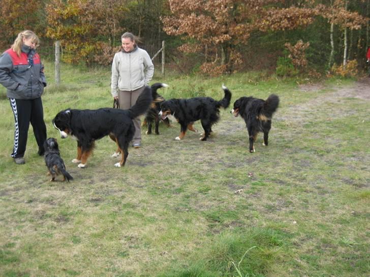 HYGGELIG BERNER-TRÆF-DAG I HAUNSTRUP HUNDESKOV billede 39