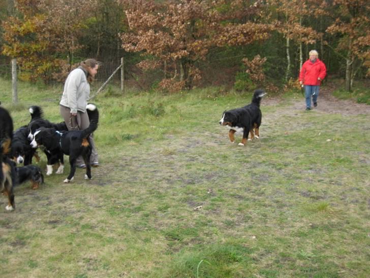 HYGGELIG BERNER-TRÆF-DAG I HAUNSTRUP HUNDESKOV billede 41