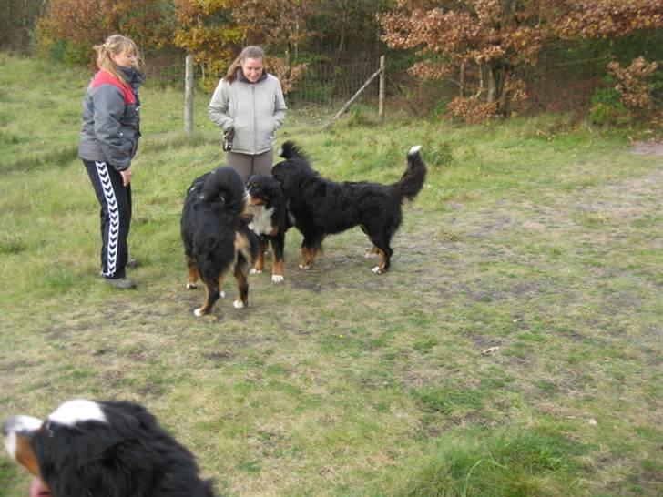 HYGGELIG BERNER-TRÆF-DAG I HAUNSTRUP HUNDESKOV billede 42