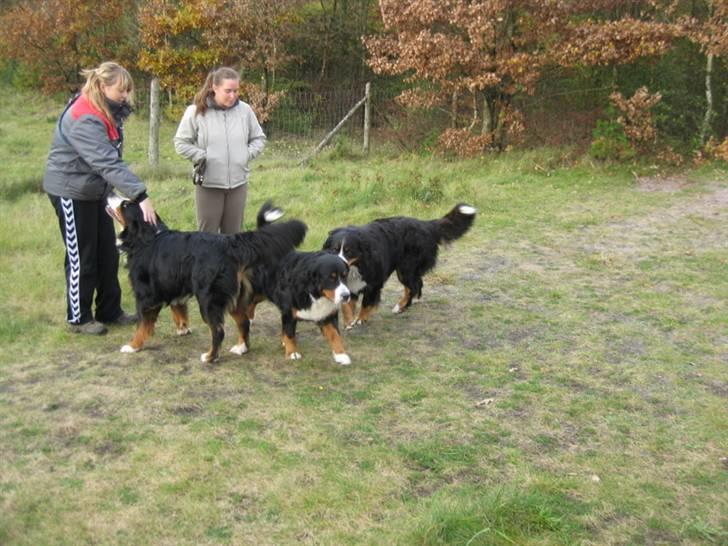 HYGGELIG BERNER-TRÆF-DAG I HAUNSTRUP HUNDESKOV billede 43
