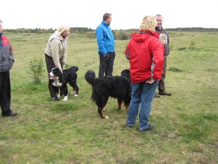HYGGELIG BERNER-TRÆF-DAG I HAUNSTRUP HUNDESKOV billede 49