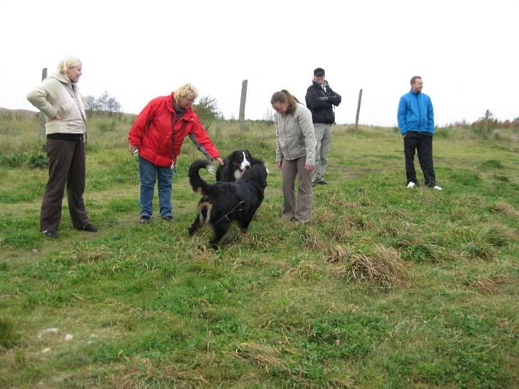 HYGGELIG BERNER-TRÆF-DAG I HAUNSTRUP HUNDESKOV billede 58