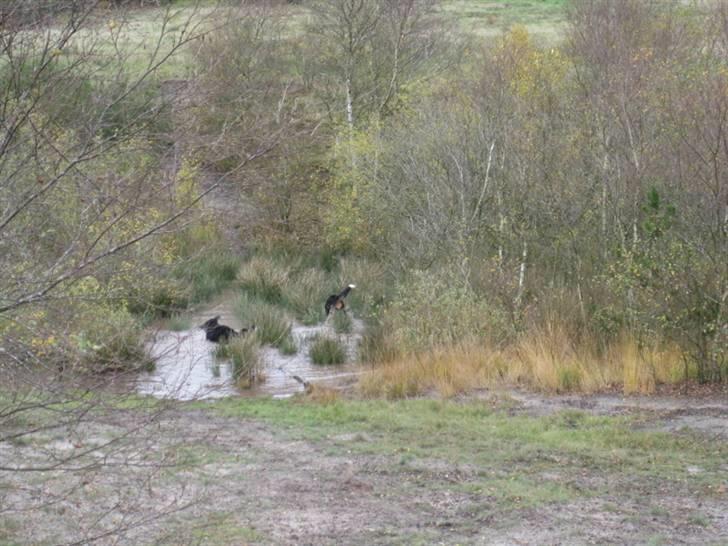 HYGGELIG BERNER-TRÆF-DAG I HAUNSTRUP HUNDESKOV billede 60