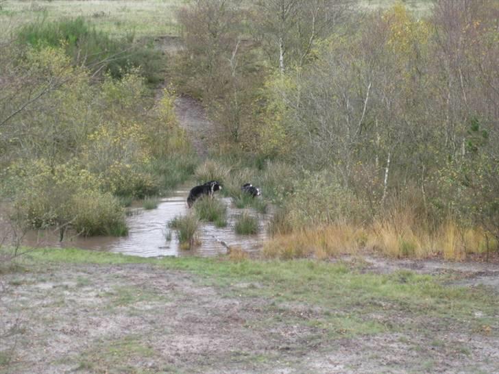 HYGGELIG BERNER-TRÆF-DAG I HAUNSTRUP HUNDESKOV billede 61
