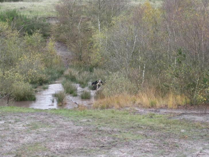 HYGGELIG BERNER-TRÆF-DAG I HAUNSTRUP HUNDESKOV billede 62