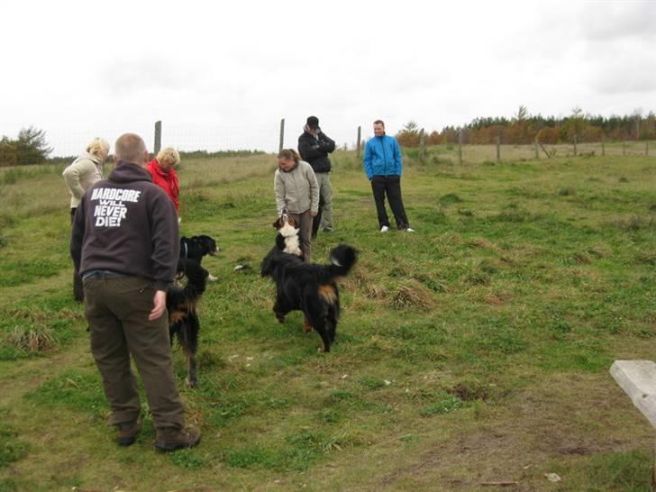 HYGGELIG BERNER-TRÆF-DAG I HAUNSTRUP HUNDESKOV billede 70