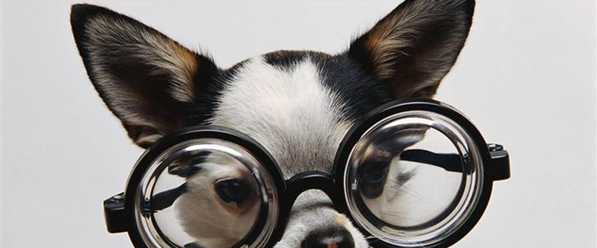 Sjove hunde - Diverse hund - Uploadet af Alexander S