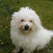 Gizmo