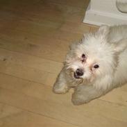 Gizmo