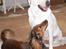 Alle vore hunde