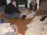 Alle vore hunde