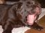 Alle vore hunde