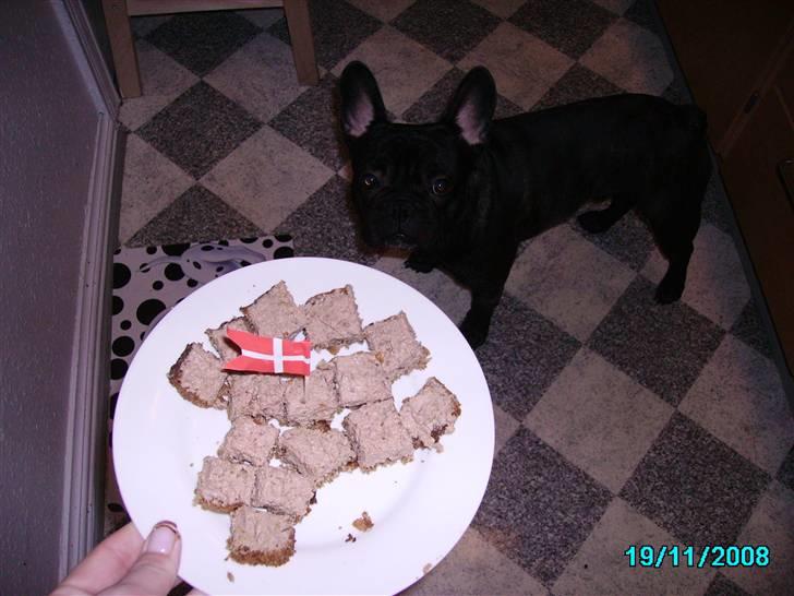 Herkules 1 år, hurraaaa... :-) billede 2