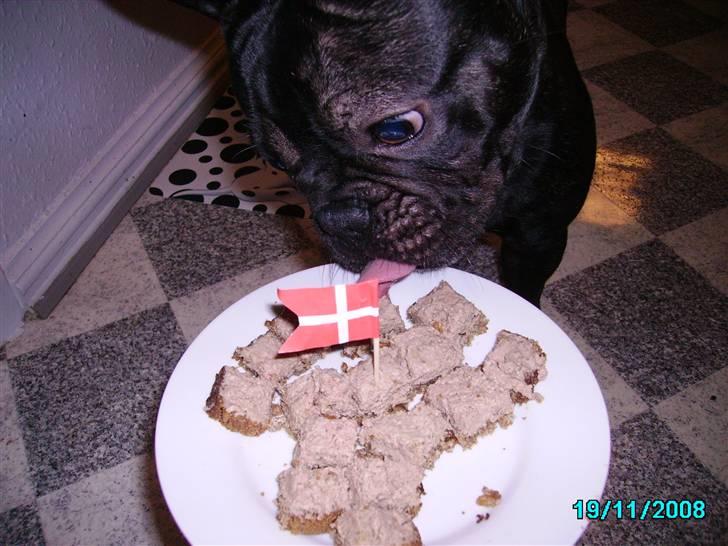 Herkules 1 år, hurraaaa... :-) billede 3