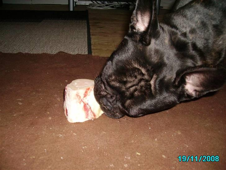 Herkules 1 år, hurraaaa... :-) billede 6
