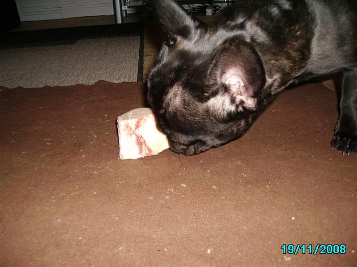 Herkules 1 år, hurraaaa... :-) billede 7