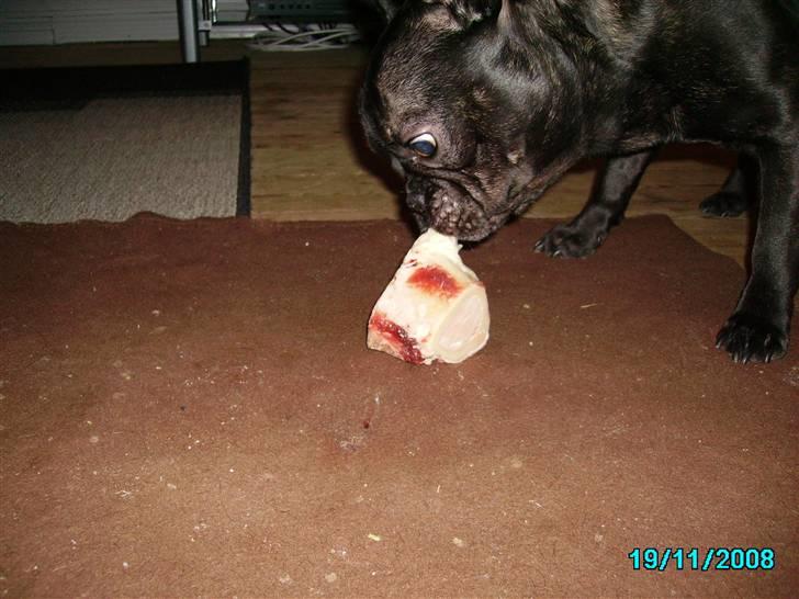Herkules 1 år, hurraaaa... :-) billede 9